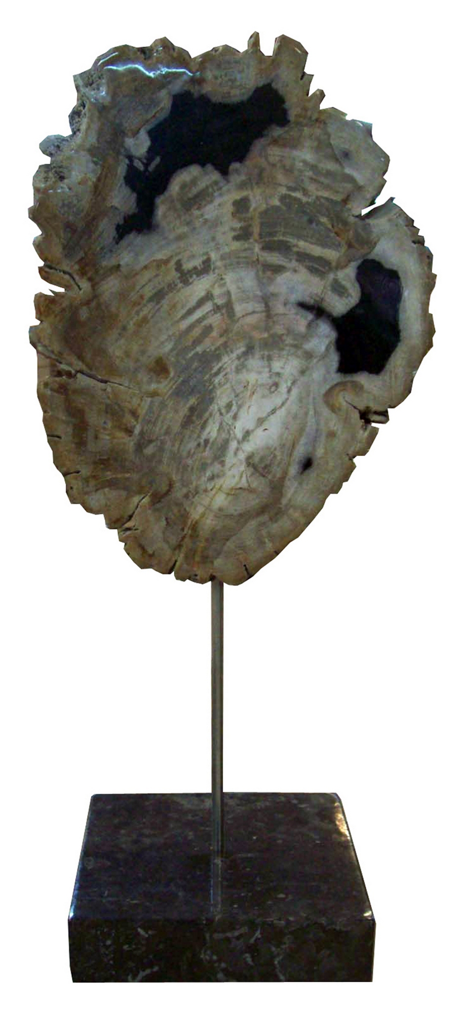 Petrified Wood Sculpture On Black Marble Base